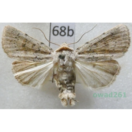 Hoplodrina respersa (Denis & Schiffermüller, 1775) Czech68b